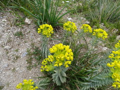 Euphorbia dendroides