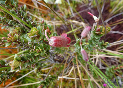 Rhododendron gaultheriifolium