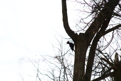 Dryocopus martius