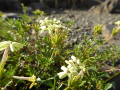 Verbena araucana
