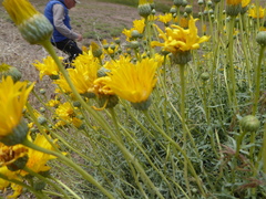 Grindelia anethifolia
