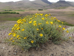Grindelia anethifolia