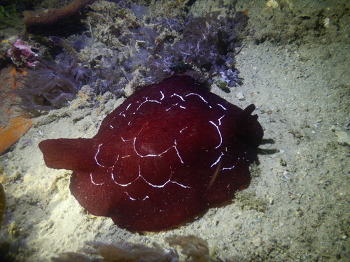 Forskal's side-gilled sea slug