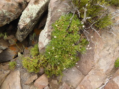 Haplopappus glutinosus