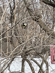 Parus major