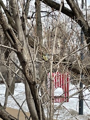 Parus major