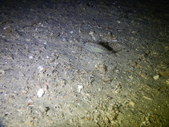 Leiognathidae