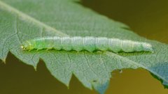 Semioscopis steinkellneriana