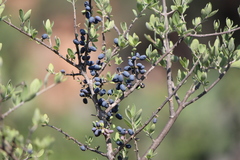 Forestiera phillyreoides