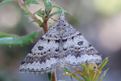Dichromodes mesogonia