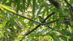 Psarisomus dalhousiae