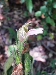 Justicia salviiflora