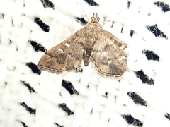 Nacoleia rhoeoalis
