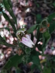 Justicia salviiflora