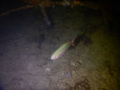 Caesio xanthalytos