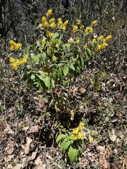Galphimia langlassei