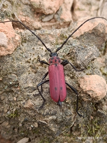 Red Longicorn Beetle