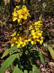 Galphimia langlassei