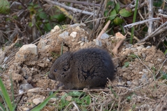 Southwestern Water Vole photo 5