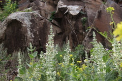 Salvia dominica