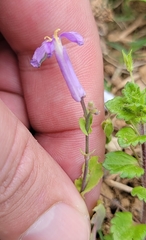 Orychophragmus violaceus