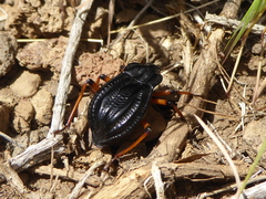 Epipedonota nitida