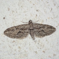 Eupithecia oxycedrata