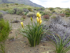 Zephyranthes araucana