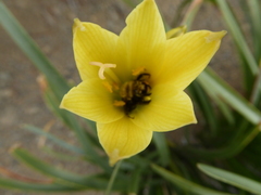 Zephyranthes araucana