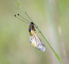 Libelloides rhomboideus