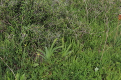 Iris bismarckiana