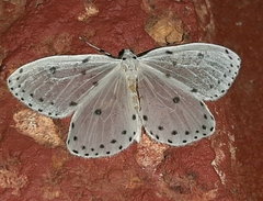 Naxa textilis