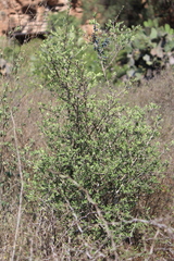 Forestiera phillyreoides