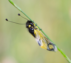 Libelloides rhomboideus