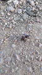 Atactogaster paraleucosomus