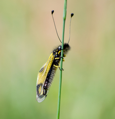 Libelloides rhomboideus