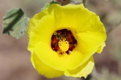 Hibiscus austrinus austrinus