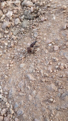 Atactogaster paraleucosomus