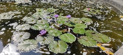 Nymphaea