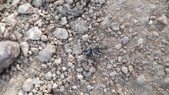 Atactogaster paraleucosomus