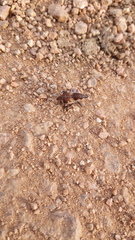 Atactogaster paraleucosomus