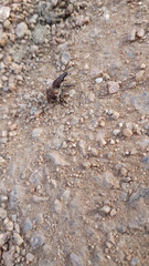 Atactogaster paraleucosomus