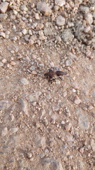 Atactogaster paraleucosomus