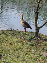 Alopochen aegyptiaca