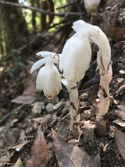Monotropastrum humile glaberrimum