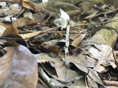 Monotropastrum humile glaberrimum