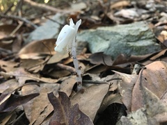 Monotropastrum humile glaberrimum