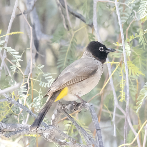 White-spectacled Bulbul