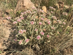 Helichrysum candolleanum