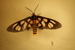 Amata trigonophora